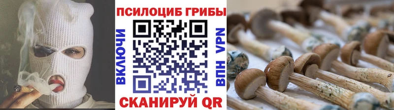 Купить где  Алексин  Галлюциногенные грибы Cubensis 